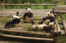 Band of Pandas