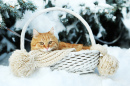 Cat in a Wicker Basket