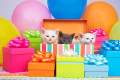 Party Kittens