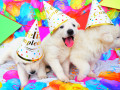 Party Puppies