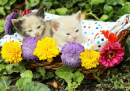 Kittens in a Wicker Basket